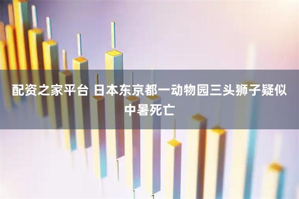 配资之家平台 日本东京都一动物园三头狮子疑似中暑死亡